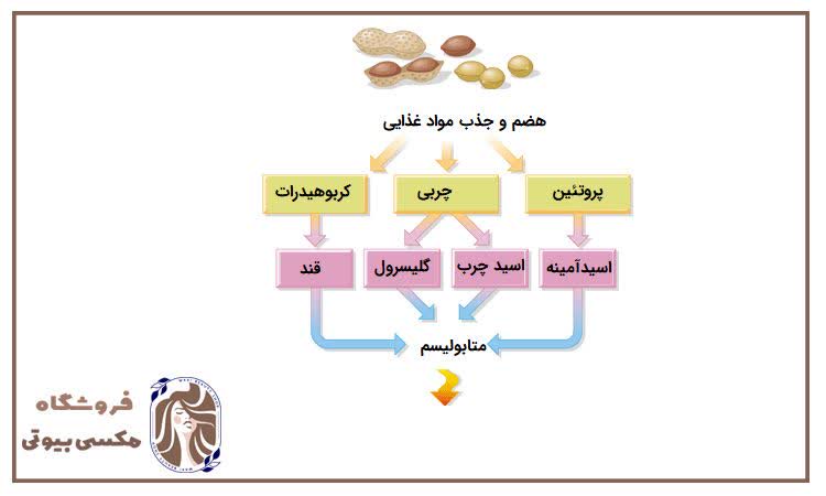 مواد غذایی افزایش سوخت و ساز و متابولیسم در بدن